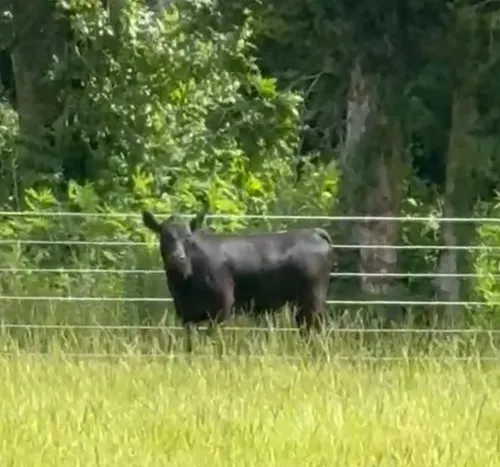The Black Angus herd