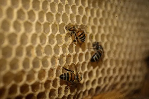 The honey bees