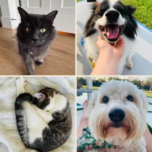 The ranch dogs and cats