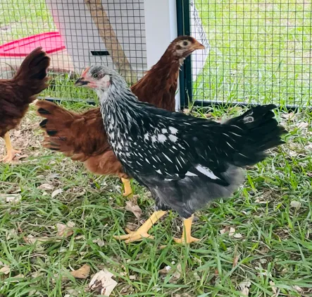 The laying hens