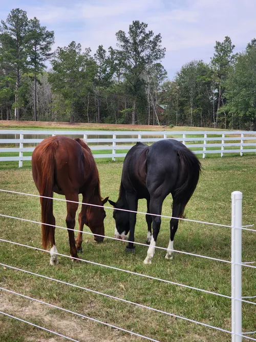 The ranch horses